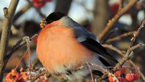 Bullfinch